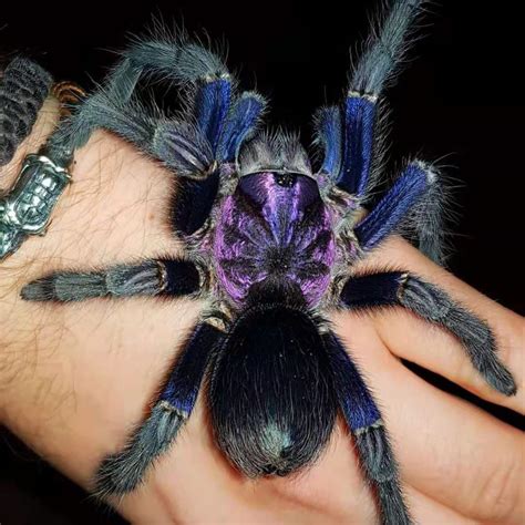 It has the ability to grow 3 ½ to 5 inches. . Female tarantulas for sale